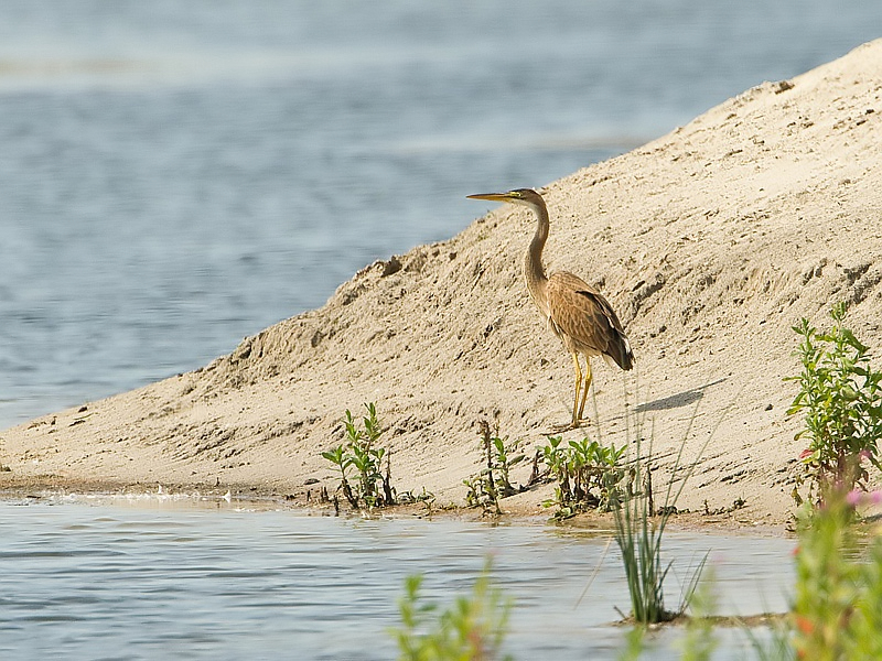 Ardea purpurea Purperreiger Purple Heron